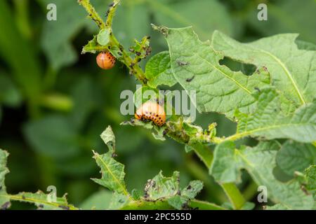 Colorado Potato Beetle - Leptinotarsa decemlineata auf Kartoffelsträuchern. Pflanzenschädling und Landwirtschaft. Behandlung mit Pestiziden. Insekten sind Schädlinge Stockfoto