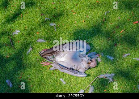 Tote Taube Columba Palumbus, getötet von einem Fuchs auf dem Rasen eines britischen Gartenraubtierfuchs Stockfoto