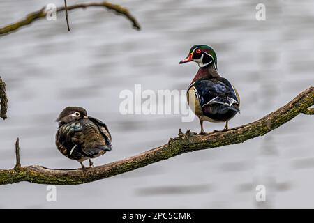 Ein Paar Holzenten (Aix sponsa) auf einem Ast Stockfoto