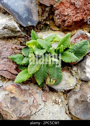 Detail einer Blume, die an einer alten Steinmauer wächst. Stockfoto