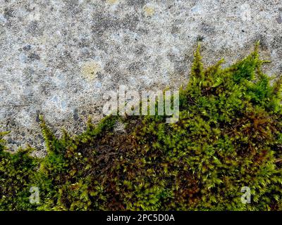 Detail von Moos, das an einer alten Steinmauer wächst. Stockfoto