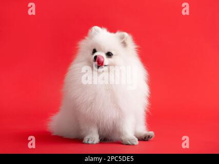 Portrait des süßen, flauschigen Welpen von pommern spitz. Ein kleiner lächelnder Hund liegt auf einem hellen, trendigen roten Hintergrund. Spitz leckt seine Lippen Stockfoto