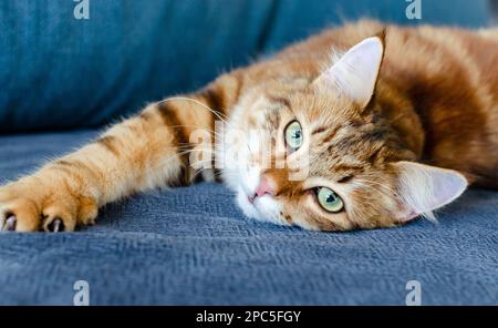 Porträt einer roten Ingwer gestreiften sibirischen Katze mit gelben grünen Augen, die zu Hause auf dem Boden liegen. Flauschige, reinrassige, glatte, lange Haare männlich Stockfoto