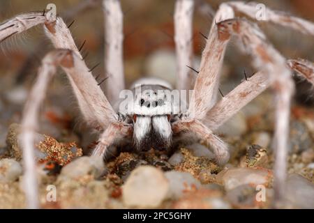 Tanzende weiße Lady Spider (Leucorchestris arenicola), Nahaufnahme mit Kopf und Augen, Swakopmund, Namibia, Januar Stockfoto