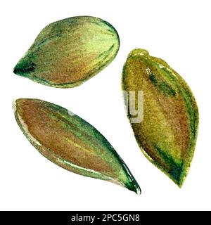 Geschälte Kürbiskerne Aquarell isoliert handgezeichnet. Stockfoto