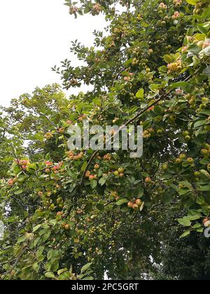 Detail eines mit Früchten beladenen Apfelbaums. Stockfoto