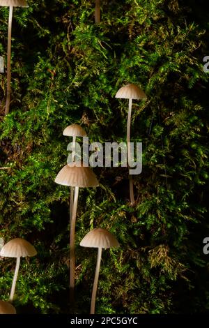 Pilze Mycena galopus wächst auf grünem Moos im Wald. Stockfoto