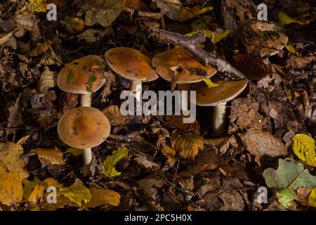 Poison Pie Pilze Hebeloma crustuliniforme wachsen durch die Herbstblätter. Stockfoto