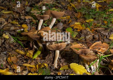 Poison Pie Pilze Hebeloma crustuliniforme wachsen durch die Herbstblätter. Stockfoto