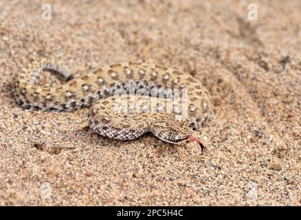 Namaqua Dwarf Adder (Bitis schneideri) Moving over Sand with tongue extended, Oranjemund, Namibia, Januar Stockfoto