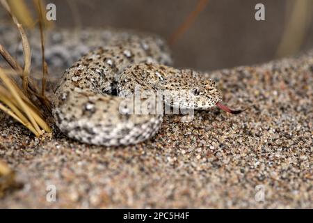 Namaqua Dwarf Adder (Bitis schneideri) in aggressiver Haltung auf sandiger Oberfläche mit ausgestreckter Zunge, Oranjemund, Namibia, Januar Stockfoto