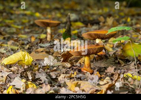 Eine Nahaufnahme von Cortinarius triumphans, in einer natürlichen Umgebung vor dem Hintergrund des Waldes. Stockfoto