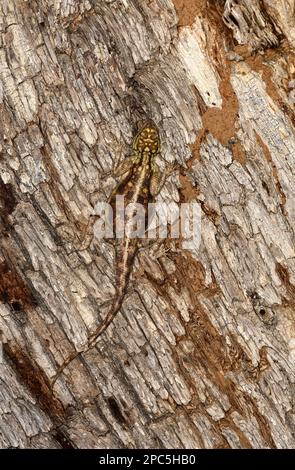 Namib Rock Agama (Agama planiceps), weiblich auf Baumstamm, Namibia, Januar Stockfoto