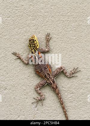 Namib Rock Agama (Agama planiceps) Zuchtfarbe weibliche, die an der Wand klebt, Namibia, Januar Stockfoto