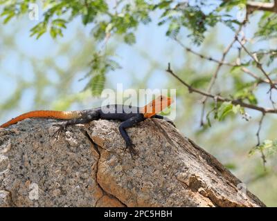 Namib Rock Agama (Agama planiceps), männlich in Zuchtfarben, sonnig auf Rock, Namibia, Januar Stockfoto