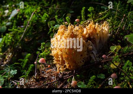 Gelber essbarer Korallenpilz Ramaria flava Pilz im Wald, Nahaufnahme. Stockfoto