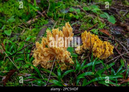 Gelber essbarer Korallenpilz Ramaria flava Pilz im Wald, Nahaufnahme. Stockfoto