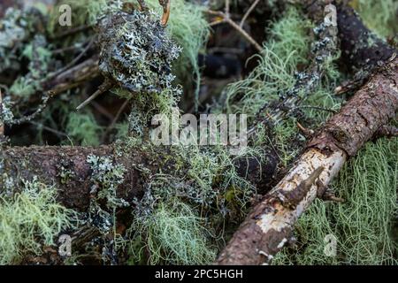 Usnea barbata, Bart alter Männer, oder Bartflechten, die auf natürliche Weise auf truthahneiche in Florida wachsen, natürliches Antiobiotikum Stockfoto