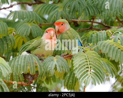 Rosige Lovebird (Agapornis roseicollis), zusammen in Akazienbaum, Kamanjab, Namibia, Januar. Stockfoto