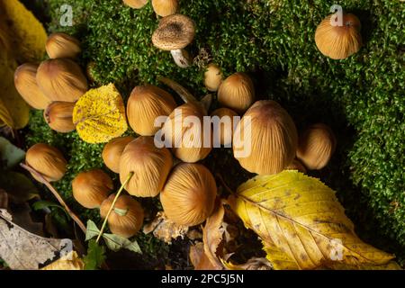 Coprinellus micaceus wächst auf verrottetem Stumpf. Viele kleine Glimmerpilze in einem Herbstwald. Gruppe von glänzenden Kappenpilzen mit Kappen in vielen Schattierungen von Stockfoto