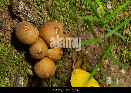 Waldpilz. Papageienpilze - Lycoperdon perlatum - wachsen in grünem Moos im Herbstwald. Stockfoto