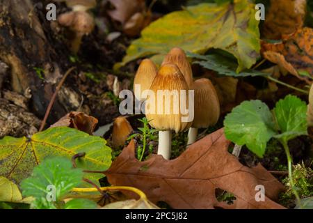 Coprinellus micaceus wächst auf verrottetem Stumpf. Viele kleine Glimmerpilze in einem Herbstwald. Gruppe von glänzenden Kappenpilzen mit Kappen in vielen Schattierungen von Stockfoto