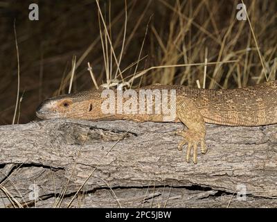 Die Wächter-Echse (Varanus albigularis) liegt auf einem Baumstamm, Windhoek, Namibia, Januar Stockfoto