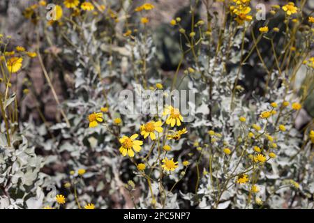 Encelia farinosa - Brittlebush. Stockfoto