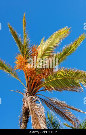 Palme mit Blättern und Früchten vor blauem Himmel Stockfoto