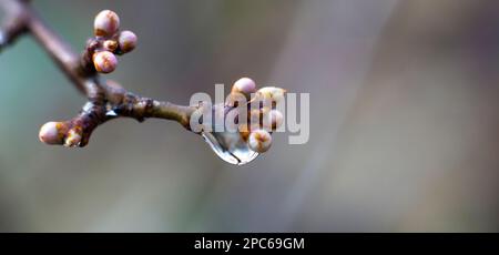 Regentropfen auf den Knospen, Frühlingskonzept, verschwommener Hintergrund. Stockfoto