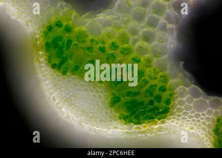 Mikroskopische Darstellung des Horsetail (Equisetum arvense)-Schaftquerschnitts. Dunkelfeldbeleuchtung. Stockfoto