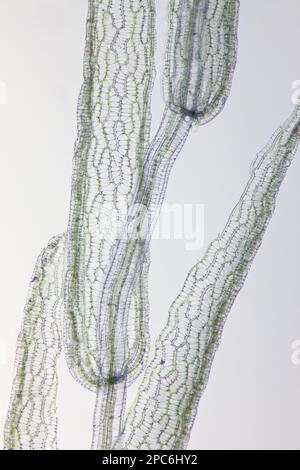 Mikroskopische Darstellung des Torfmoos (Sphagnum). Enzianviolett-Fleck. Hellfeldbeleuchtung. Stockfoto