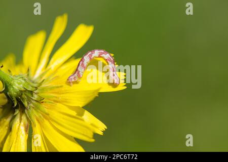 Raupe (Eupithecia centaureata) Stockfoto