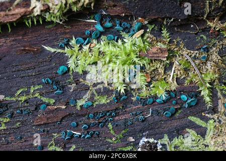 Chlorociboria aeruginascens, gemeinhin als grüne Elfmuschel oder grüner Holzbecher bekannt, Wildpilz aus Finnland Stockfoto