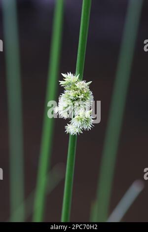 Juncus Effuses, gemeinhin bekannt als Soft Rush, Common Rush oder Mog Rush, wilde Blütenpflanze aus Finnland Stockfoto