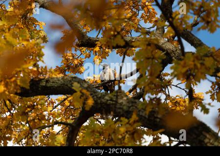 Einsame Krähe im Ahornbaum Stockfoto