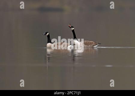 Ein Paar Kanadas-Gänse-Branta canadensis werben. Stockfoto