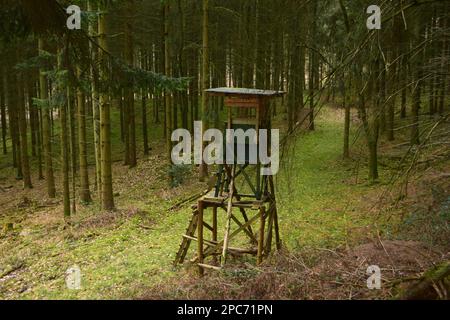 Forester sitzt hoch oben am Waldrand, Förster hoch sitz Stockfoto