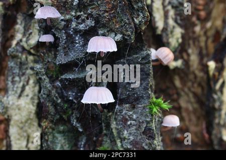 Mycena meliigena, ein Haubenpilz aus Finnland, kein gebräuchlicher englischer Name Stockfoto