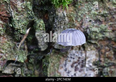 Mycena pseudocorticola, ein finnischer Hutpilz, kein gebräuchlicher englischer Name Stockfoto