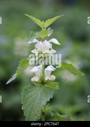 Lamium Album, gemeinhin als weißer oder weißer toter Nessel bezeichnet, wilde Blütenpflanze aus Finnland Stockfoto