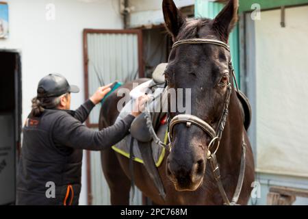 Der sattel wird vom hostler auf den Rücken des Pferdes gelegt. Das Pferd bereitet sich auf das Reittraining in der Manege vor. Stockfoto