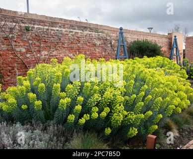 Euphorbia-Sprudel in einem formellen Garten in Kirkleatham North Yorkshire im März 2023 Stockfoto