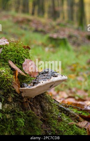 Southern Bracket (Ganoderma austral) Pilz, der im Herbst in Somerset, England, auf einem alten moosbedeckten Baumstumpf in einem Buchenwald wächst. Stockfoto