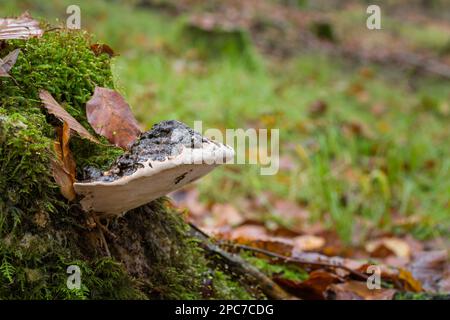 Southern Bracket (Ganoderma austral) Pilz, der im Herbst in Somerset, England, auf einem alten moosbedeckten Baumstumpf in einem Buchenwald wächst. Stockfoto