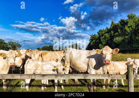 Charolais-Rinder (Bos primigenius taurus), Herde mit Kälbern auf einer Weide, Skåne, Skane, Südschweden, Schweden, Europa Stockfoto