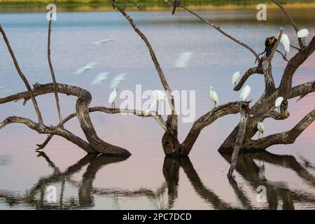 Reiher auf Zweig in See, Pilanesburg-Nationalpark, nr Johannesburg, Südafrika Stockfoto