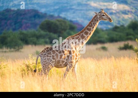 Giraffe, Pilanesburg-Nationalpark, nr Johannesburg, Südafrika Stockfoto