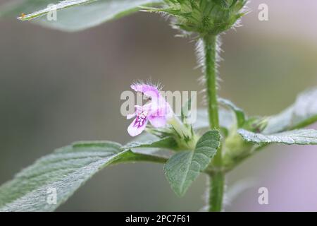 Galeopsis tetrahit, auch bekannt als Gemeine Hanfnessel oder Brittlestem-Hempnettle, Wildblütenpflanze aus Finnland Stockfoto