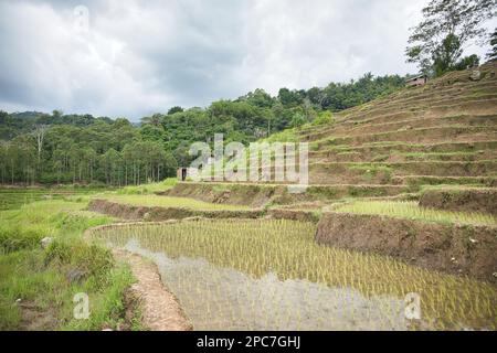 Eine Reisterrasse auf Flores von unten mit Holzhütten, der Regenwald im Hintergrund und im Vordergrund ein Wasserbecken mit jungen Reispflanzen Stockfoto